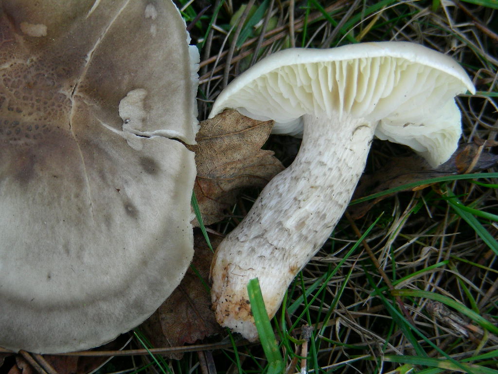 Tricholoma ... var .... fo ....